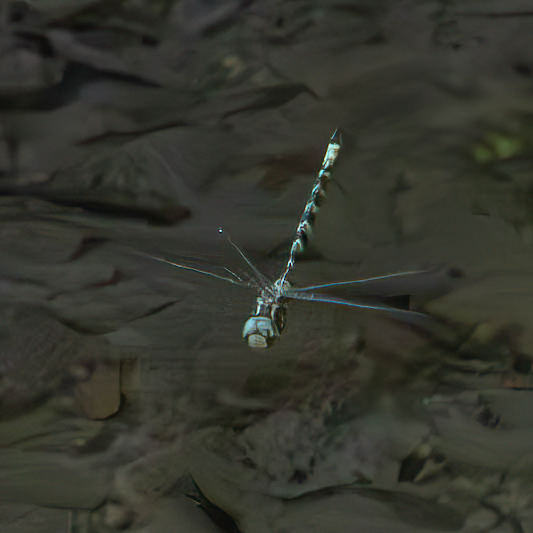 Boyeria irene (3 of 3).jpg